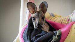 Wheatbelt Animal Carers, Western Australia Wheatbelt Animal Carers, Western Australia