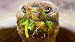 New Day for an Old Tortoise New Day for an Old Tortoise
