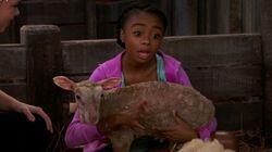 Zuri Has a Little Lamb Zuri Has a Little Lamb