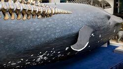 The Whale in the Museum The Whale in the Museum