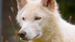 Wolf Watch Wolf Watch