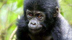 Last Stand of the Silverback King Last Stand of the Silverback King