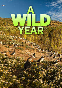 A Wild Year A Wild Year