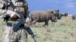 The Rhino Crisis The Rhino Crisis