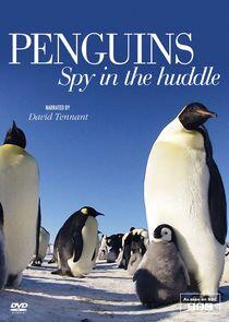 Penguins: Spy in the Huddle Penguins: Spy in the Huddle