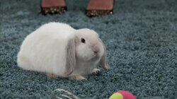 Requiem for Mr. Floppity Requiem for Mr. Floppity