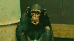 Monkey Largo Monkey Largo