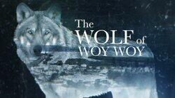 The Wolf of Woy Woy The Wolf of Woy Woy