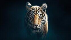 Tiger Tiger