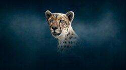 Cheetah Cheetah