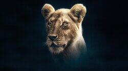 Lion Lion