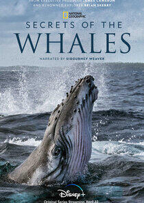 Secrets of the Whales Secrets of the Whales