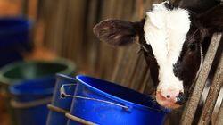 Dairy Cattle Dairy Cattle