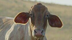 Unexplained Cattle Mutilations Unexplained Cattle Mutilations