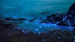 What Makes The 'Northern Lights of the Sea' So Magical?