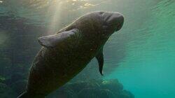 Shallow Seas Shallow Seas