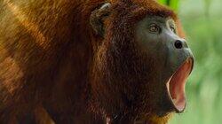 The Rainforests The Rainforests