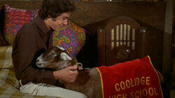 Getting Greg's Goat Getting Greg's Goat