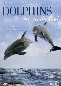 Dolphins: Spy in the Pod Dolphins: Spy in the Pod