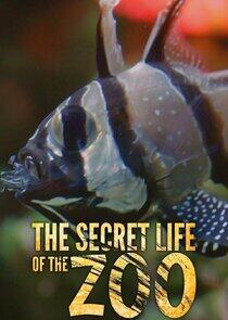 The Secret Life of the Zoo The Secret Life of the Zoo