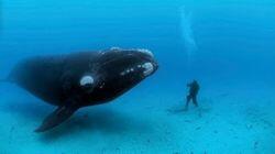 Diving with the Great Whales