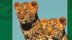 Living with Leopards Living with Leopards