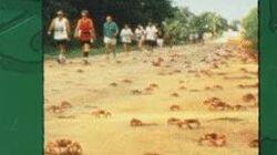 The March of the Crabs The March of the Crabs