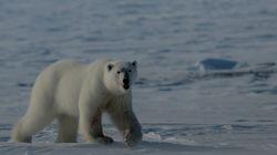 Arctic Adventure