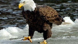 Return of the Eagle