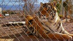 Tiger Queens Tiger Queens