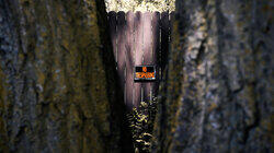Orgone Warrior Orgone Warrior