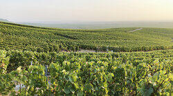 France Dying on the Vine France Dying on the Vine