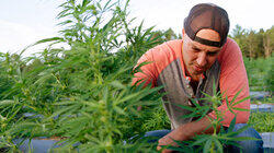 We're Growing the Wrong Weed We're Growing the Wrong Weed