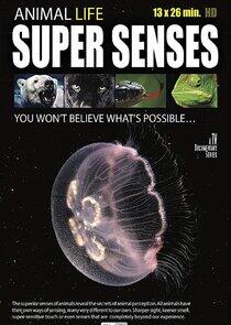 Animal Super Senses Animal Super Senses