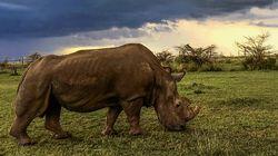 Sudan: The Last of the Rhinos Sudan: The Last of the Rhinos