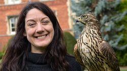 H is for Hawk: A New Chapter H is for Hawk: A New Chapter