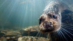 Supercharged Otters Supercharged Otters