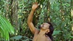 Amazon Jungle Amazon Jungle