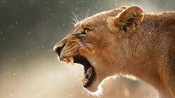 Lion Lion