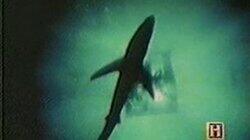 The Shark Worshippers The Shark Worshippers