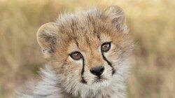 Cheetah Cheetah