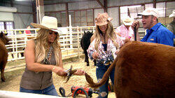 Housewives & Heifers Housewives & Heifers