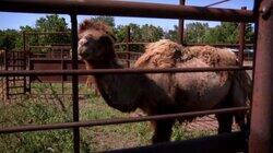 Camel in Tow Camel in Tow