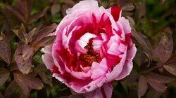 Episode 35 - Spring: Grand Country Garden & Urban Design Episode 35 - Spring: Grand Country Garden & Urban Design