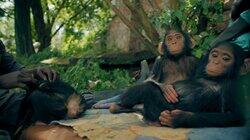 Apes Apes