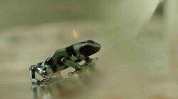 Deadly Poisonous Frogs Deadly Poisonous Frogs