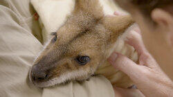 Terri's Wonder Wallaby Terri's Wonder Wallaby