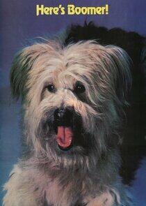 Here's Boomer Here's Boomer
