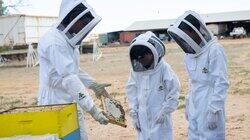 Chapter Nine - Bees Chapter Nine - Bees