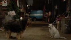 Look Who's Barking